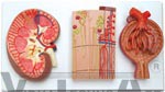 Kidney Section, Nephrons, Blood Vessels and Renal Corpuscle Model